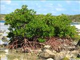 Punta Galindez - VIEQUES